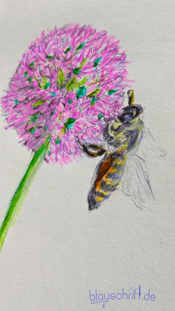 mit Buntstiften ausgemalte Kulizeichnung: Biene sitzt auf Zierlauch.